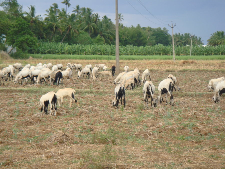 anna pratha goats