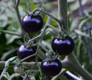 purple tomato