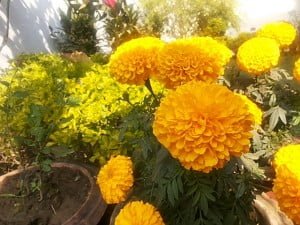 Marigold_flower