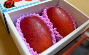 15-04-15 Mano - Mangoes sold in Japan for lakhs