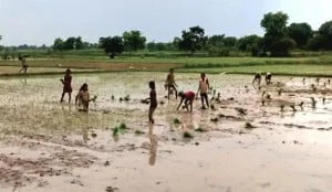 15-07-15 Mawai - Dhaan Kheti web