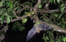 Chitrakoot: fear among villagers over bats with pandemic outbreak