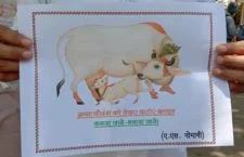 बाँदा- विषैला चारा खाने से 15 गायों की हुई मौत