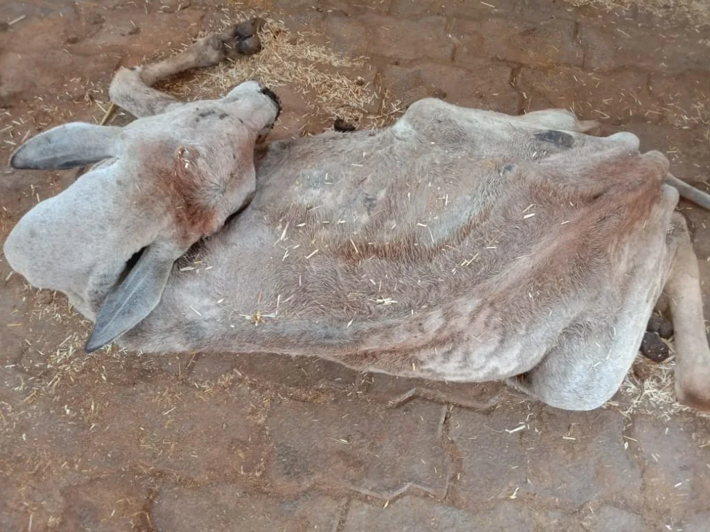 cow-slaughter