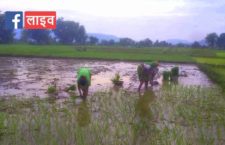 After a long time there was rain in Panna district, a wave of happiness among the farmers