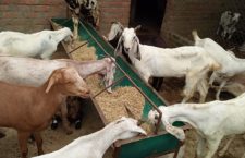 Bad effect on goat traders in Corona period