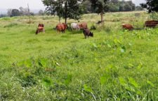 No hearing of villagers troubled by Anna animals