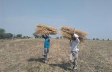 Growing problem of farmers