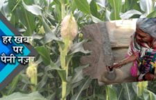 Coarse cereal crop will again bloom in Bundelkhand