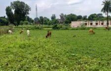 If there is no crop, how will we live?