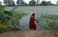 no-cleanliness-of-the-pond