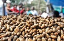 benefits and disadvantage of having peanut
