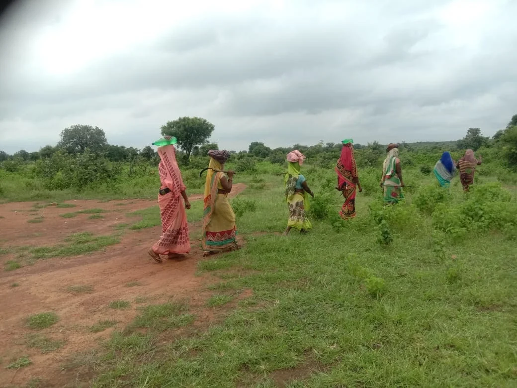 Harvesting in Chitrakoot