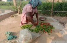 farmers not getting pay as their work