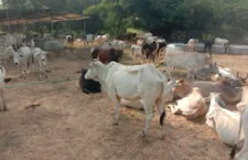 Cow locked in hungry cowshed for four days