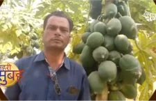 Awadhesh Pratap Bundela is famous for papaya cultivation