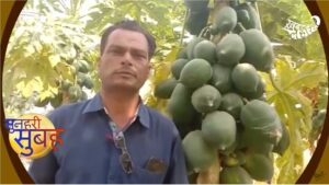 Awadhesh Pratap Bundela is famous for papaya cultivation
