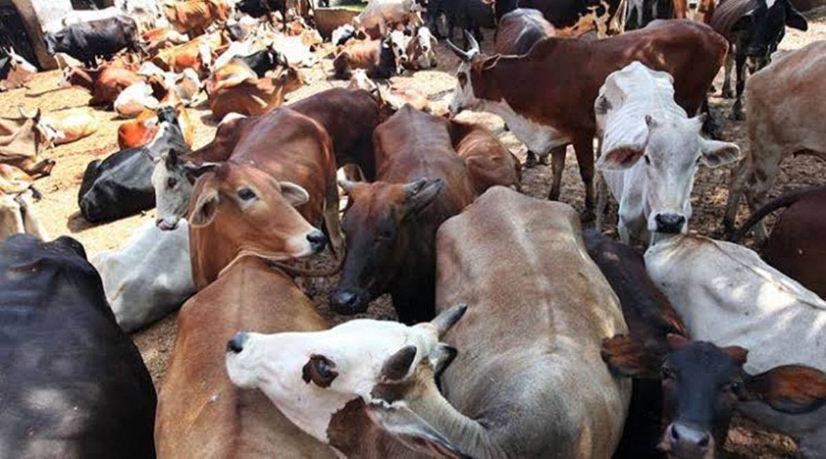 Social organizations launched a campaign to protect cow,
