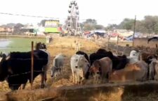 Farmers request government for cow dynasty
