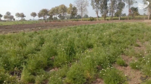 Ayurvedic farming showed farmers a new dawn of success