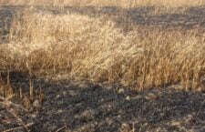 in tikamgarh Short circuit fire in the fields of about 12 farmers