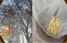 Vinay Kumar of Banda created a new way for mahua picking