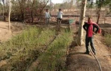 The ground reality of plantation