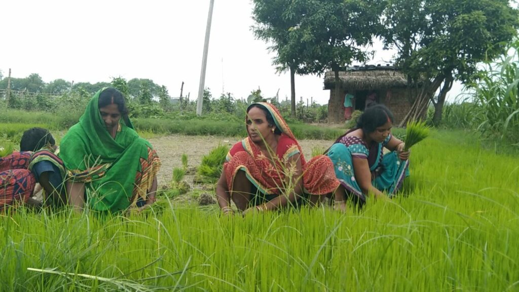 paddy crops farming image by khabar lahariya