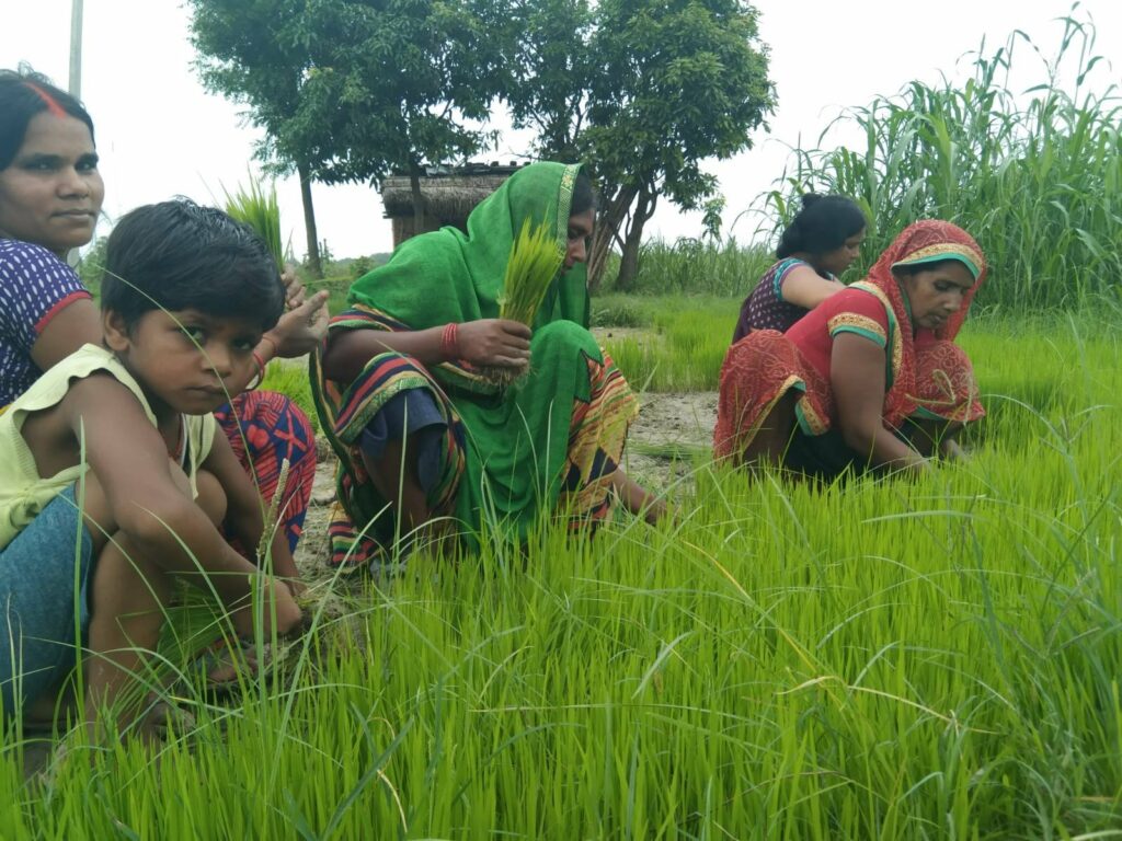 paddy crop image by khabar lahariya