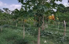 PAPAYA PLANT