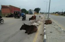 stray animals