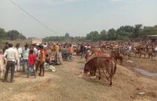 donkey festival of chitrakoot f