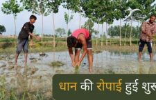 Kanpur news, Farmers planting paddy crop