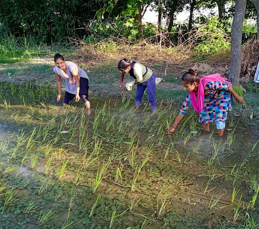Kanpur news, Farmers planting paddy crop
