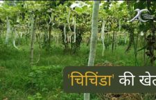 Samastipur news Farmers are cultivating snake gourd