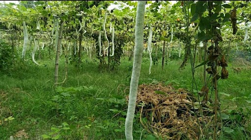 Samastipur news Farmers are cultivating snake gourd