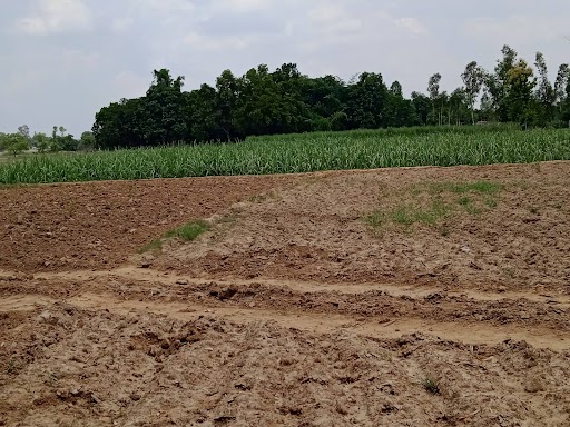 Ambedkar Nagar news, no rain even in July, farmers worried about irrigation
