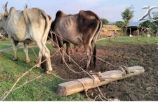 madhyapradesh news, benefit of sowing fields with oxen