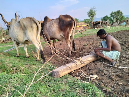 madhyapradesh news, benefit of sowing fields with oxen