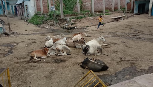 Lalitpur news, stray animals gathered in front of the school, creating problems for the children