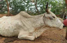 Lumpy Skin Disease: 67,000 cattle dies from virus, indigenous vaccine Lumpi-ProVacInd' will take 3-4 months to launch