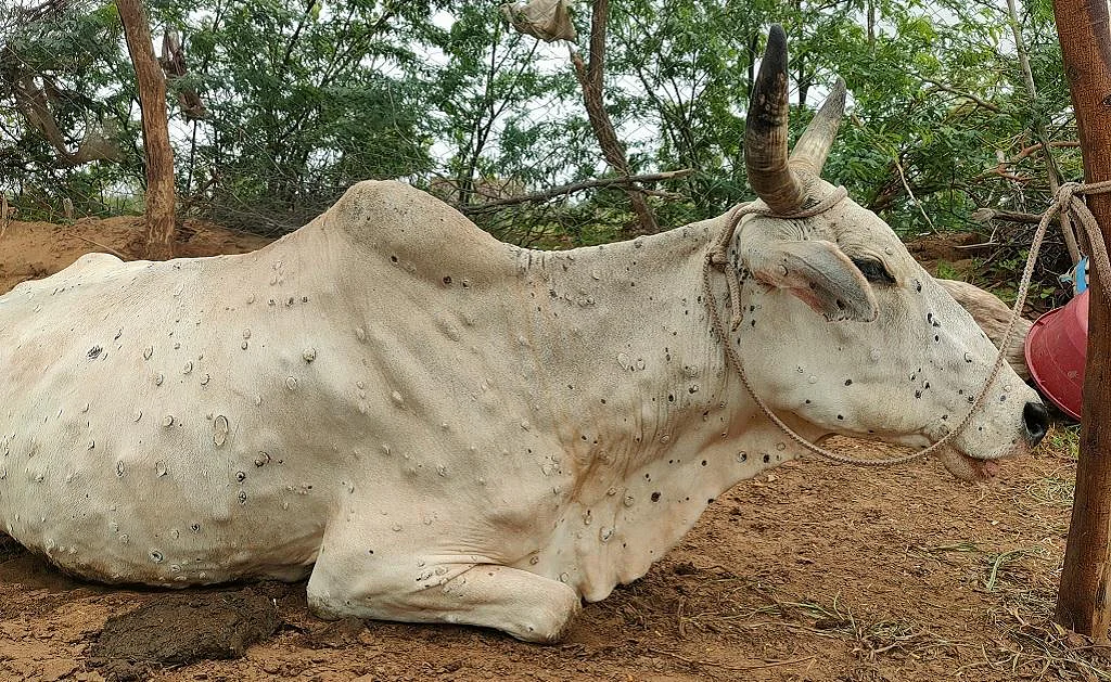 Lumpy Skin Disease: 67,000 cattle dies from virus, indigenous vaccine Lumpi-ProVacInd' will take 3-4 months to launch