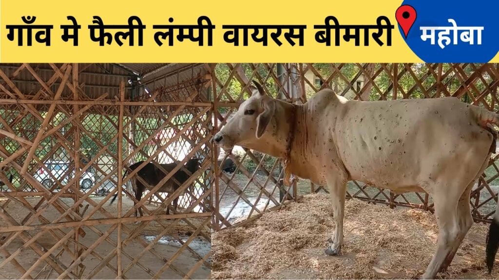 Mahoba་ news, havoc in the village with the spread of Lumpy virus