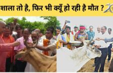 Banda news, Hundreds of cows died due to lack of facilities in gaushala