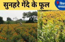 Madhya Pradesh news, Farmers are cultivating marigold flowers