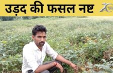 Lalitpur news, Urad crop destroyed, farmers worried
