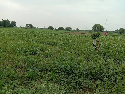 Chitrakoot news, crops are drying without fertilizers