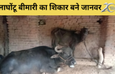 Tikamgarh news, galghotu disease spread in cattle