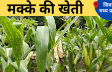 Madhya Pradesh news, cultivation of maize is highest in India after wheat