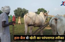 bundelkhand news, Why do farmers consider traditional farming of plough-bull as the best